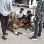 दीपका बजरंग दल के द्वारा सड़क पर घायल हुए गौ माता का कराया गया ईलाज ।